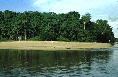 Caqueta-river--brazil.jpg