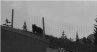 194px-Grizzly using wildlife overpass.jpg