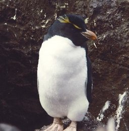 260px-Rockhopper Penguin1.jpg