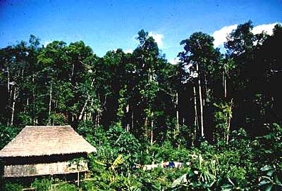 Apaporis-river--colombia.jpg