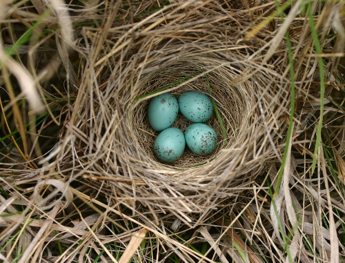 Clay-colored-sparrow-nest-by-l.d.-igl-usgs.jpg