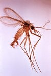 150px-Phlebotomus Fly CDC.jpg
