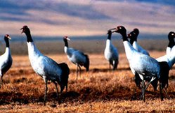 249px-Black-necked crane (Grus nigricollis).jpg