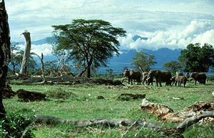 300px-Amboseli National Park, Kenya.jpg