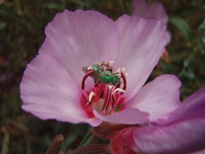 300px-Green bee pink flower.jpg