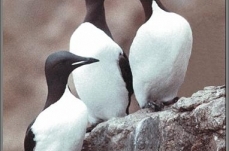 Seabird Tissue Archival and Monitoring Project