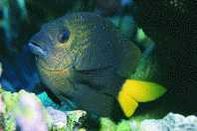 197px-Yellowtail Damselfish.jpg