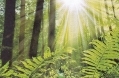 National Report on Sustainable Forests (2010)