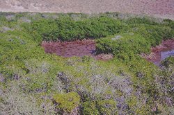 250px-Northwest Mexican Coast Mangrove 1.jpg