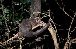 250px-Pangolin.jpg