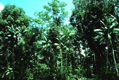 Ilha-ubinha--brazil.jpg