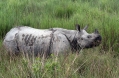 Kaziranga Rhinoceros unicornis.jpg