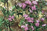 199px-Rhododendron.jpg