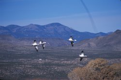 250px-Snow geese.jpg