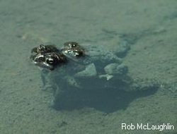 250px-Frogsmating.jpg