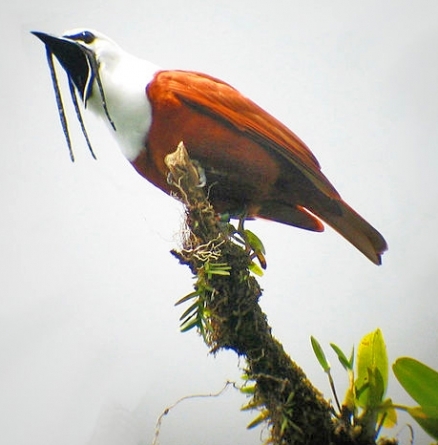 Content Cover Image