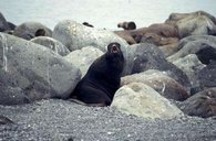 195px-Pribilof fur seal 1.jpg