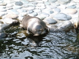 260px-Baika seal 1.JPG.jpeg