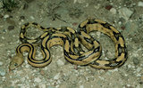 160px-Trans-pecos ratsnake.jpg