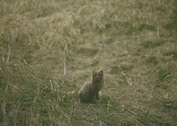 249px-Beringia Upland Tundra 2.jpg