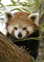 250px-Redpanda.jpg