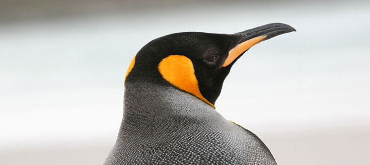 Emperor-penguin.jpg