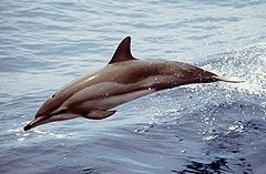 240px-Clymene Dolphin.jpg