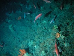 250px-Coral community in seamount graveyard.jpg
