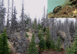 250px-Spruce bark beetle with forest.gif