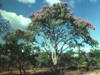 20-km-ne-of-baracal--brazil.jpg