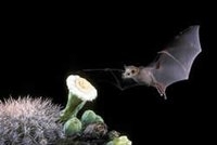 200px-Lesser long-nosed bat1 USFS MerlinDTuttle.jpg.jpeg