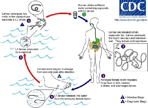 Dracunculiasis-LifeCycle CDC.gif.jpeg