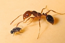 Imported Red Fire Ant Enemies