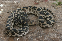 200px-Bullsnake.jpg