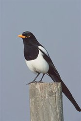 250px-Yellow-billed magpie (Pica nuttalli), Stanislaus County, California, United States.jpg