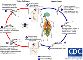 350px-AfricanTrypanosomiasisLifeCycle CDC.gif