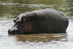 250px-Hippopotamus.jpg