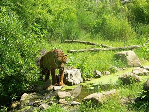 300px-Panthera tigris sumatrae.jpg