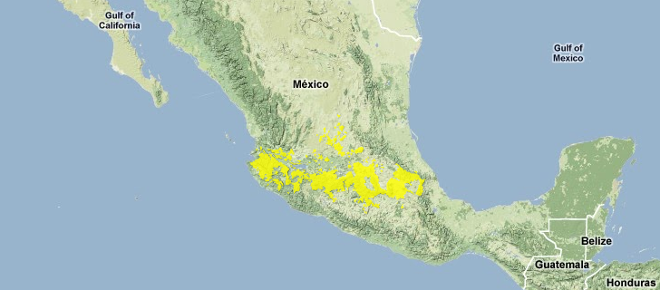 Trans-mexican-volcanic-belt-pine-oak-forests.png