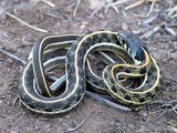 160px-Thamnophis cyrtopsis.jpg