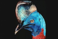 250px-North cassowary png.jpg