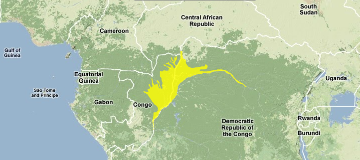 Western-congolian-swamp-forests.png