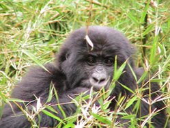 249px-Virunga Gorilla.jpg