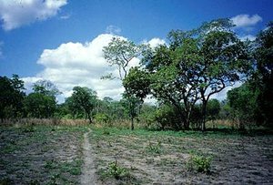 300px-Selous Game Reserve, Tanzania.jpg