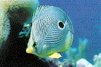 Foureye butterflyfish.jpg
