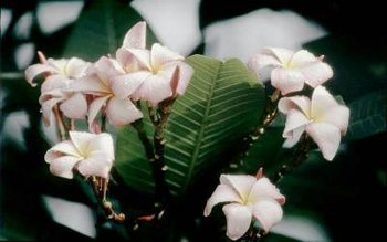 350px-Plumeria.jpg