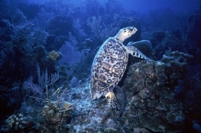 Hawksbill sea turtle.jpg.jpeg