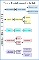 250px-Physiological-fig-2.gif