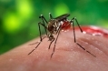 Mosquito Yellow Fever 390px CDC Gathany.jpg
