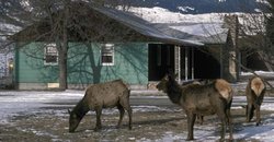 250px-GEO4 ch6 wild elk of Gardiner, Montana.jpg